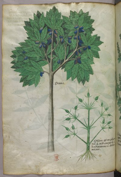 Botanical illustration of a fruit tree and a plant, c.1440 by Italian School