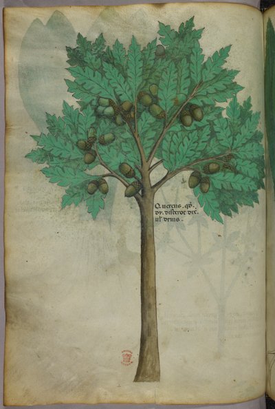 Botanical illustration of a nut tree, c.1440 by Italian School