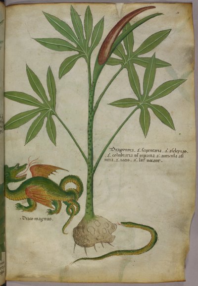 Botanical illustration of a plant, a dragon and a snake, c.1440 by Italian School