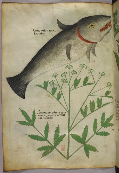 Botanical illustration of a plant and a fish, c.1440 by Italian School