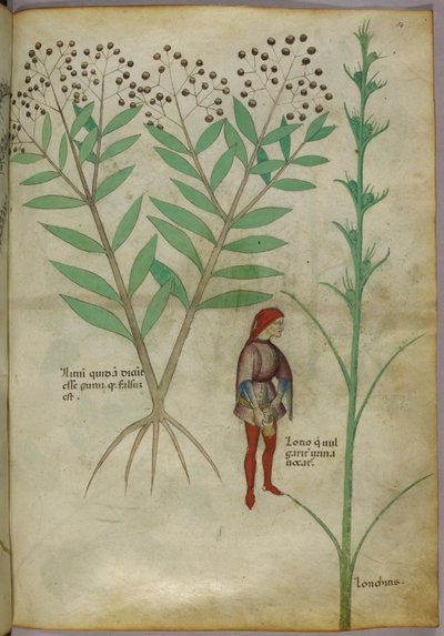 Botanical Illustration of a Plant and a Man Urinating into a Pot, c.1440 by Italian School