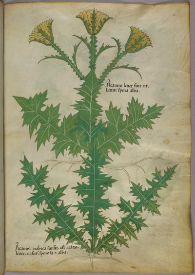 Botanical illustration of a plant, c.1440 by Italian School