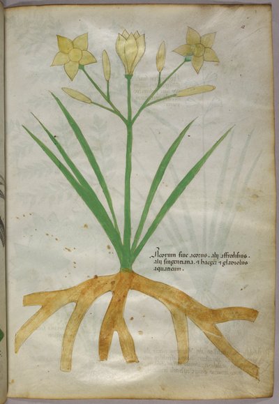 Botanical illustration of a plant, c.1440 by Italian School