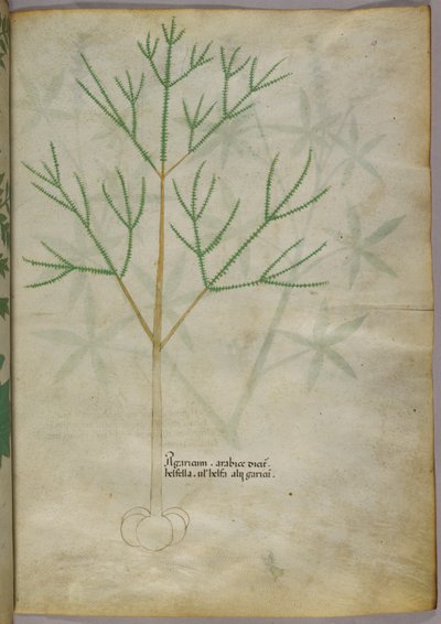 Botanical illustration of a plant, c.1440 by Italian School