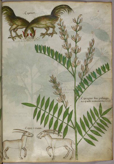 Botanical illustration of a plant, two goats and two birds, c.1440 by Italian School