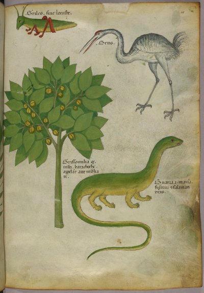 Botanical illustration of a plant, with a cricket, a crane, and a salamander by Italian School
