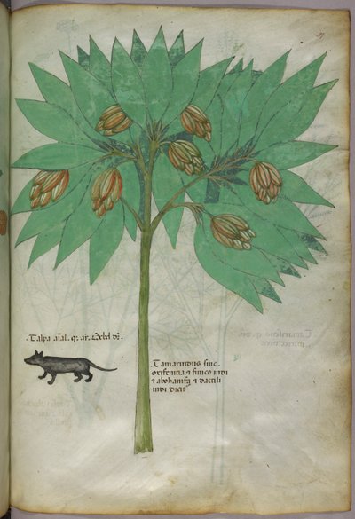 Botanical illustration of a plant with an animal, c.1440 by Italian School