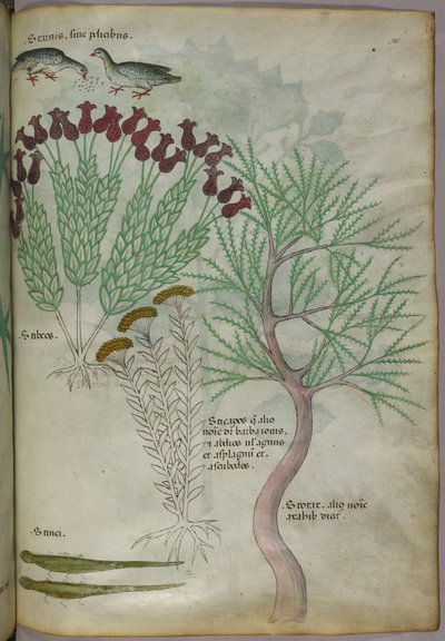 Botanical illustration of plants with birds and insects, c.1440 by Italian School