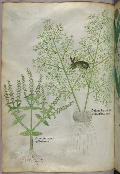 Botanical illustration of a sweet basil plant and a hare among asparagus, c.1440 by Italian School