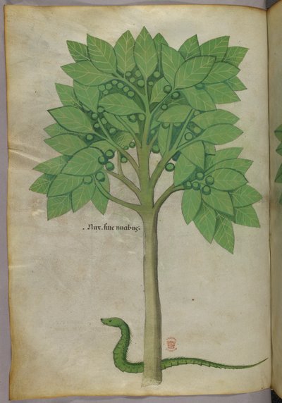 Botanical illustration of a tree and a snake, c.1440 by Italian School