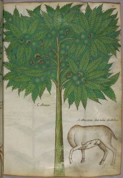 Botanical illustration of a tree and an animal by Italian School