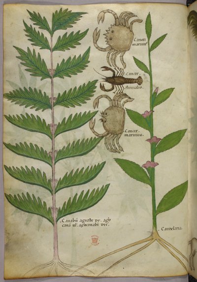 Botanical illustration of crabs and a scorpion, c.1440 by Italian School