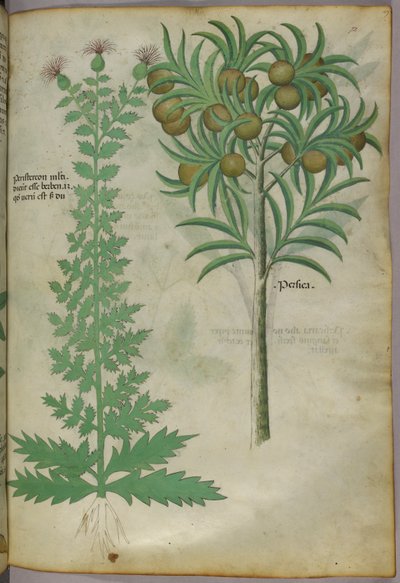 Botanical illustration of melon tree, c.1440 by Italian School