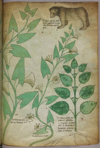 Botanical illustration of plant with a bear, c.1440 by Italian School