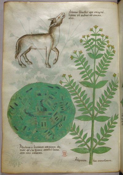 Botanical illustration of plant with horse, c.1440 by Italian School