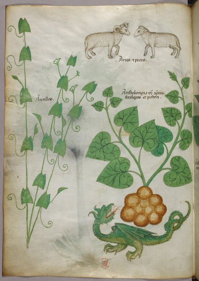 Botanical illustration of plants, a dragon and sheep, c.1440 by Italian School