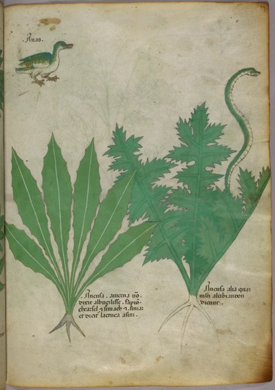 Botanical illustration of plants, a snake and a duck, c.1440 by Italian School