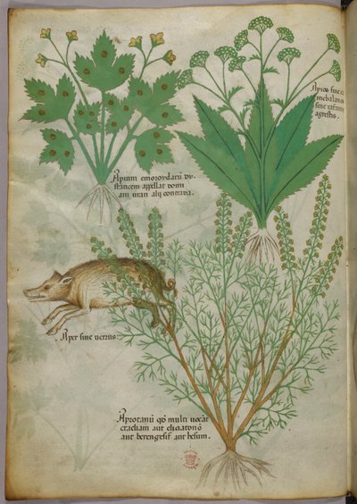 Botanical illustration of plants and a boar, c.1440 by Italian School
