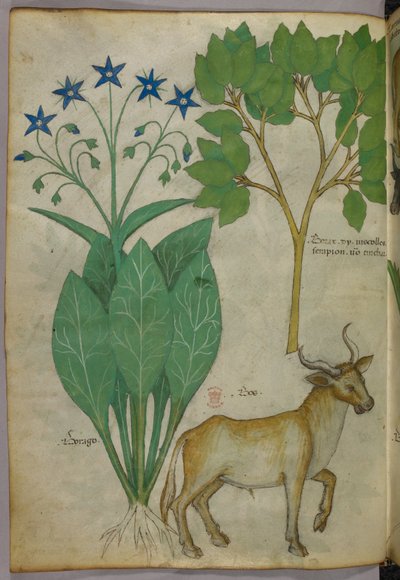 Botanical illustration of plants and a bull by Italian School