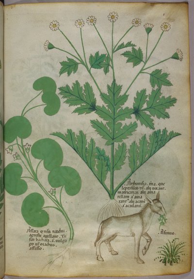 Botanical illustration of plants and a donkey by Italian School