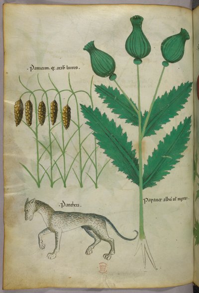 Botanical illustration of plants and a panther by Italian School