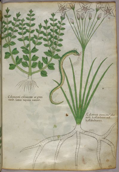 Botanical illustration of plants, and a snake, c.1440 by Italian School