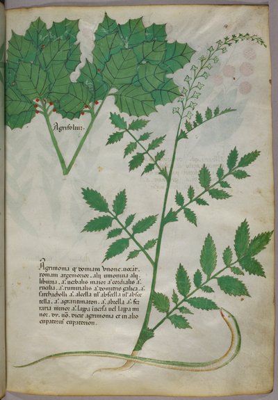 Botanical illustration of plants and a snake, c.1440 by Italian School
