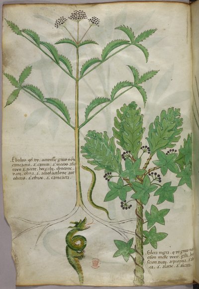 Botanical illustration of plants and a snake, c.1440 by Italian School