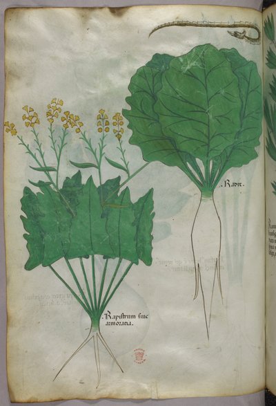 Botanical illustration of plants and a snake, c.1440 by Italian School