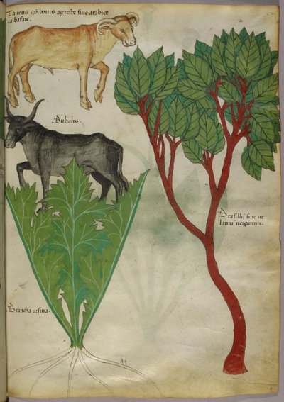 Botanical illustration of plants and bulls, c.1440 by Italian School