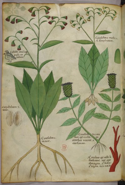 Botanical illustration of plants and coral with a snake and a deer by Italian School