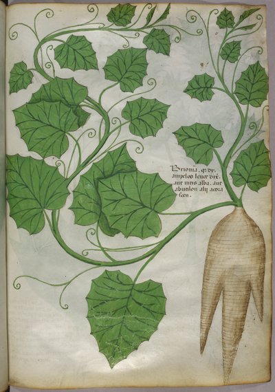 Botanical illustration of plants, c.1440 by Italian School