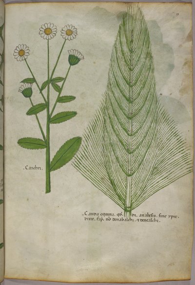 Botanical illustration of plants, c.1440 by Italian School