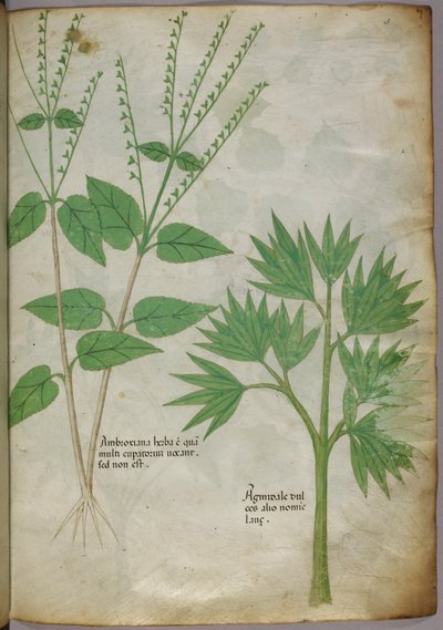 Botanical illustration of plants, c.1440 by Italian School