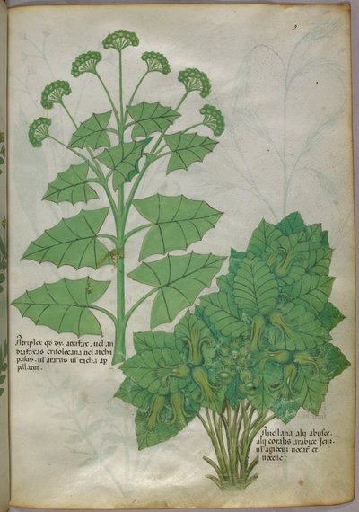 Botanical illustration of plants by Italian School