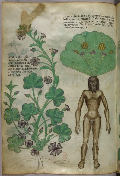 Botanical illustration of plants, including a mandrake plant with a naked male body as the root by Italian School