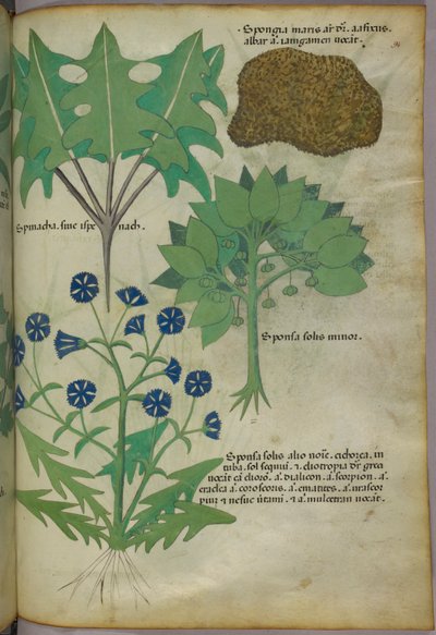 Botanical illustration of plants, including a sponge, c.1440 by Italian School