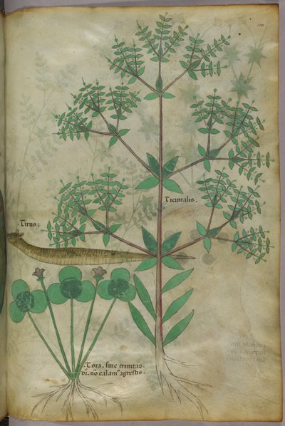 Botanical illustration of plants with an animal, c.1440 by Italian School