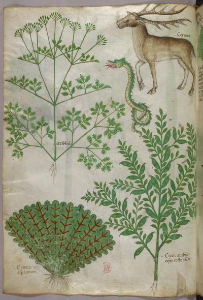 Botanical illustration of plants, a snake and a deer, c.1440 by Italian School