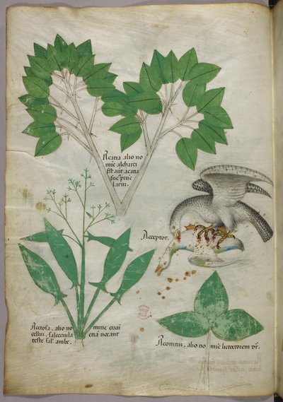Botanical illustration with a bird killing another bird by Italian School