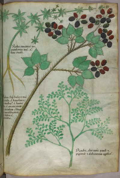Botanical illustrations of madder, blackberry, rue, c.1440 by Italian School