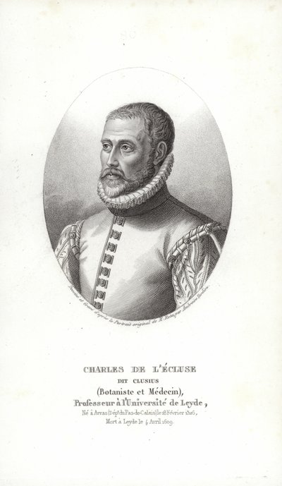 Carolus Clusius by Italian School
