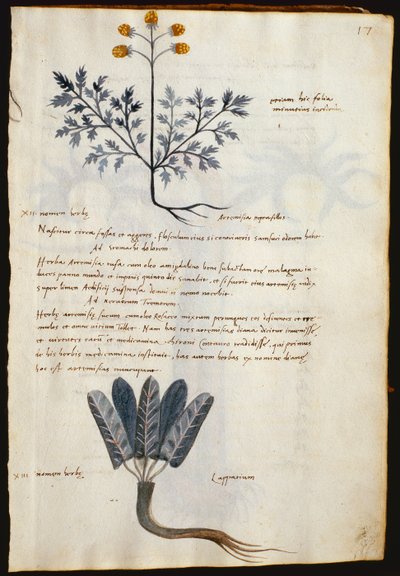 Cod. CCXXXVII Artemisia and lapparium, medicinal plants from a 