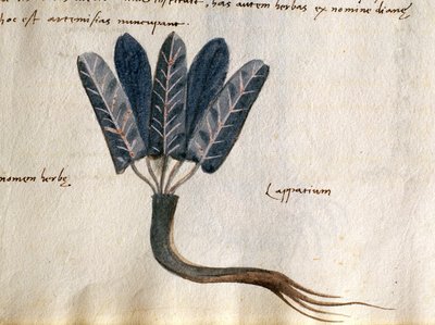Lapparium, medicinal plants from a 