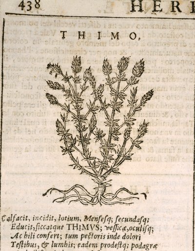 Common Thyme (Thymus vulgaris), engraving by Castore Durante by Italian School