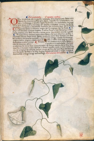 Convolvulus Plant, illustration from 
