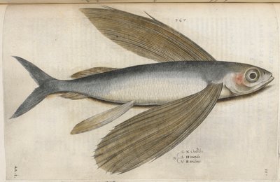 Flying fish, illustration from 