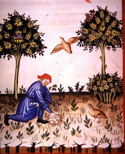 Collecting Partridge Eggs, illustration from 