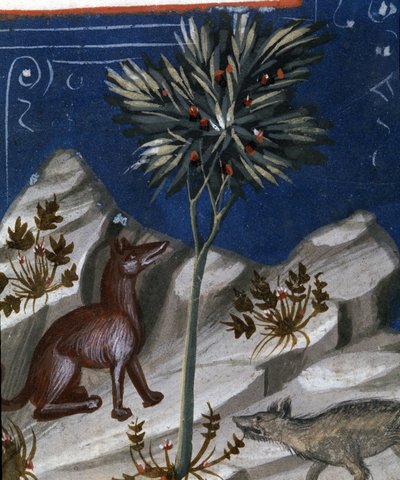 Fox and a wolf, illustration from Codex Justianus, 1350 by Italian School