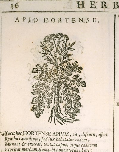 Garden Parsley (Petroselinum crispum), engraving by Castore Durante by Italian School